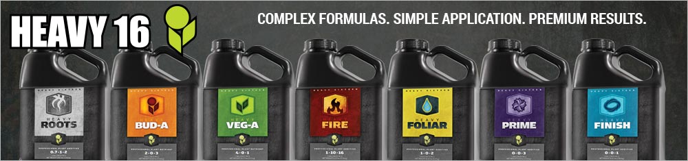 Heavy 16 - Premium Results