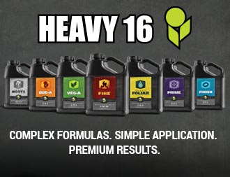 HEAVY 16 - Premium Results