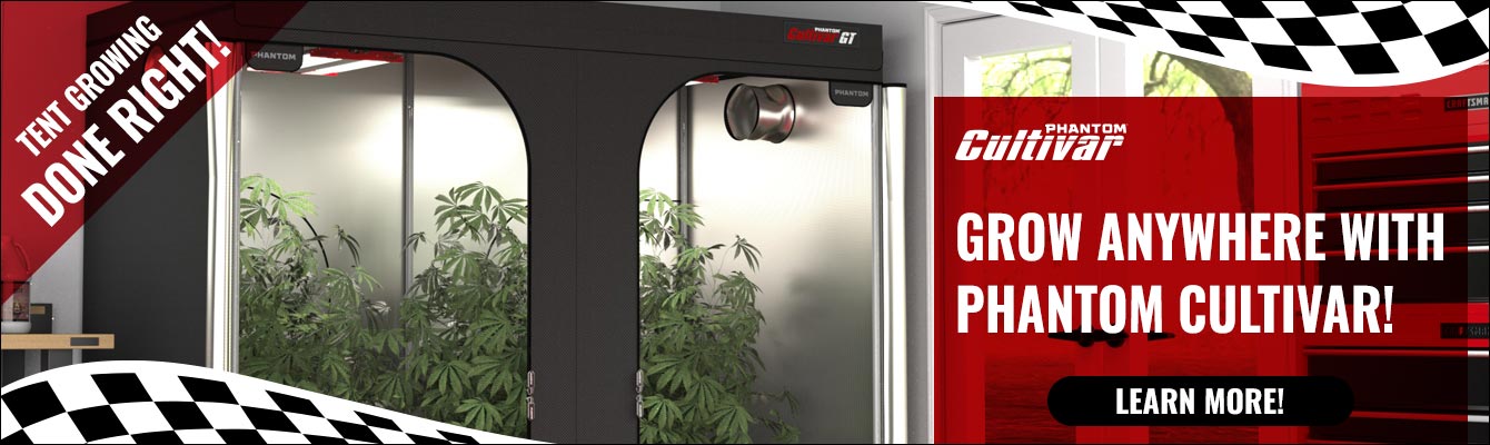 GROW ANYWHERE WITH PHANTOM CULTIVAR!